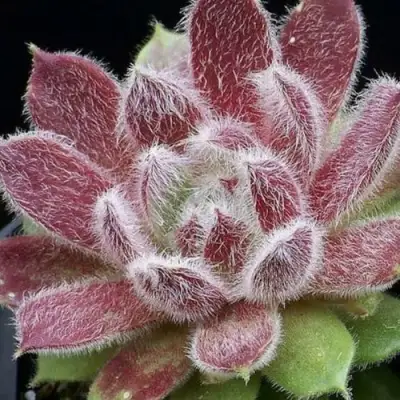 Молодило ТАРАНТУЛА в Сморгони