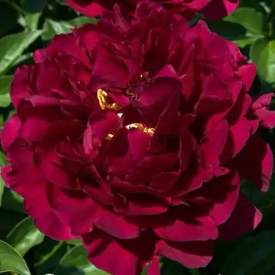 Пион ОЛД ФЕЙТФУЛ травянистый в Сморгони