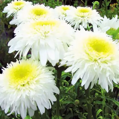 Нивяник ФИОНА ГОГХИЛЛ великолепный в Сморгони