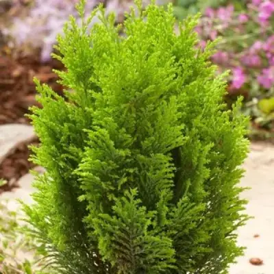 Кипарисовик ЭЛВУДИ ГОЛД лавсона в Сморгони