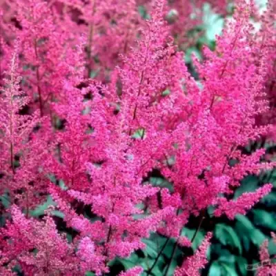 Астильба ЭЛИЗАБЕТ ВАН ВИН японская в Сморгони