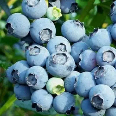 Голубика ПУРУ в Сморгони