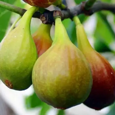 Инжир ДАЛМАТСКИЙ в Сморгони