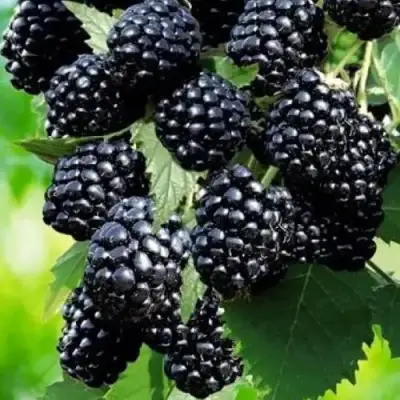 Ежевика АПАЧИ бесшипная  в Сморгони