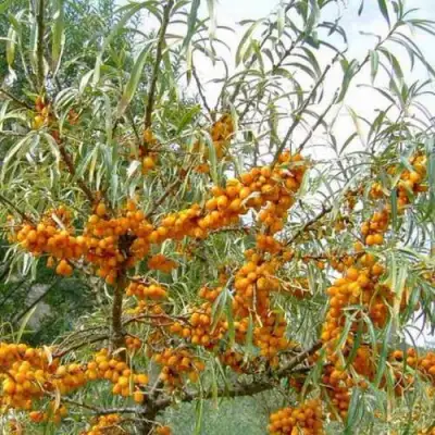 Облепиха ДАР МГУ в Сморгони