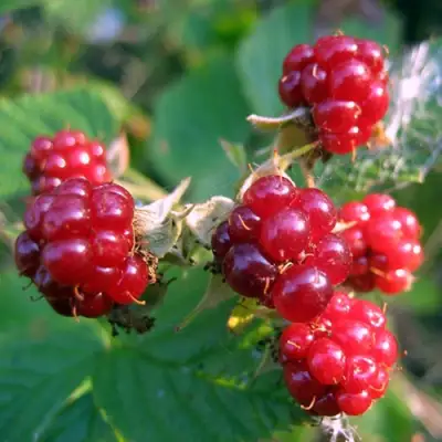 Княженика АСТРА в Сморгони