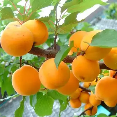 Абрикос ОРИГИНАЛ в Сморгони