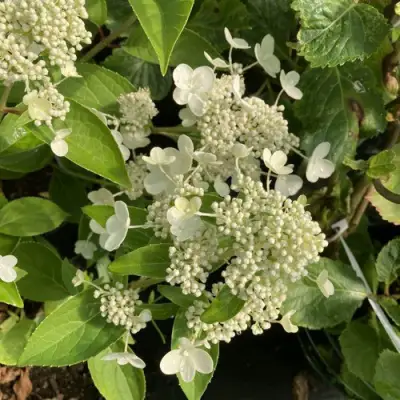 Гортензия ПРИМ ВАЙТ метельчатая в Сморгони