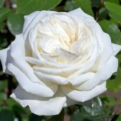 саженцы розы Ломоносов