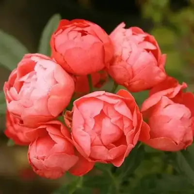 саженцы розы Оранж Морсдаг