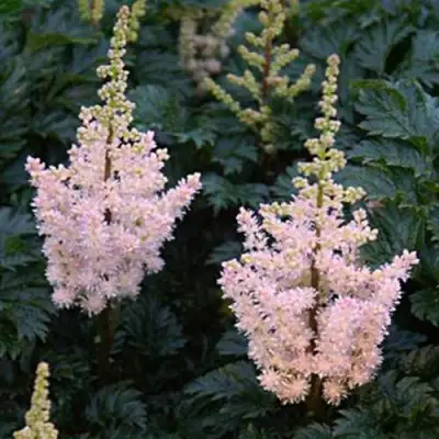 Астильба ЛИЛИПУТ курчавая в Сморгони