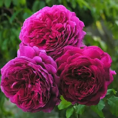 Роза КЕЙТ английская в Сморгони