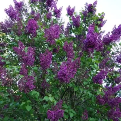 Сирень СУМЕРКИ в Сморгони