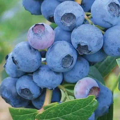 Голубика ЭРЛИБЛЮ в Сморгони