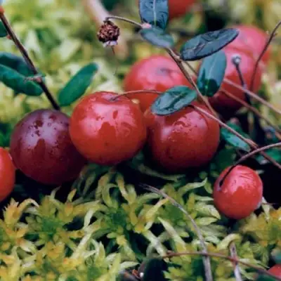 Клюква МАК ФАРЛИН в Сморгони