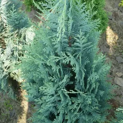 Кипарисовик КОЛУМНАРИС лавсона в Сморгони