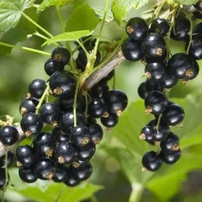 Смородина чёрная ВОЛШЕБНИЦА в Сморгони