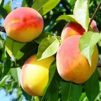 Персик ПАМЯТЬ ЛОЙКО в Сморгони