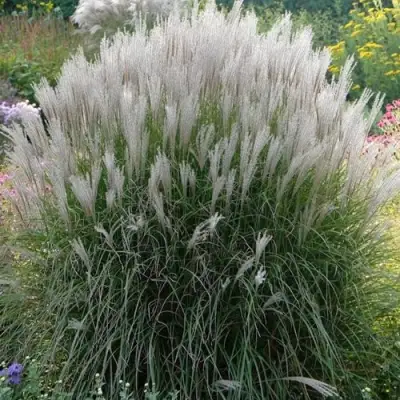 Мискантус КЛЯЙН СИЛЬБЕРСПАЙН китайский  в Сморгони