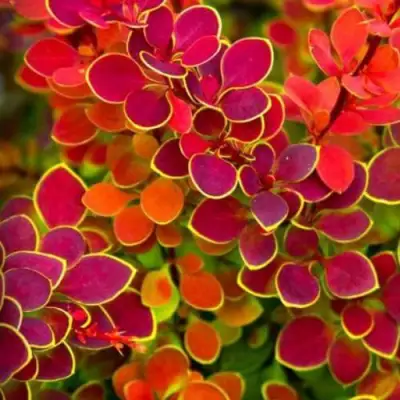 Барбарис ОРАНЖ САНРАЙЗ тунберга в Сморгони