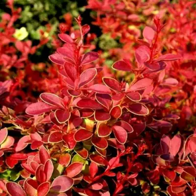 Барбарис КОРАЛ тунберга в Сморгони