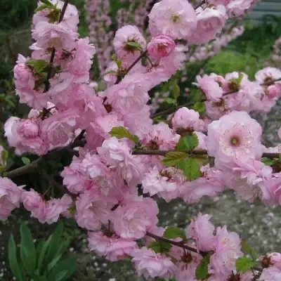 Миндаль ТРЁХЛОПАСТНЫЙ (луизеания) в Сморгони