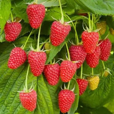 Малина БРУСВЯНА в Сморгони