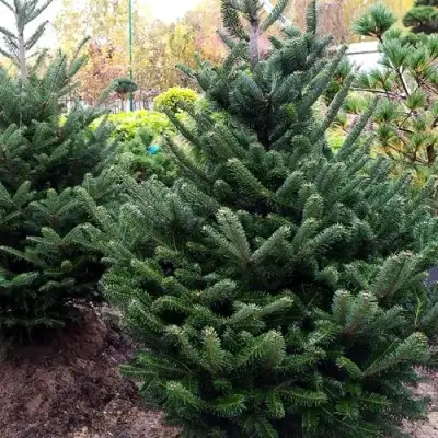 Пихта ФРАЗЕРА в Сморгони