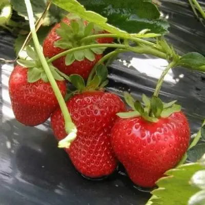 Клубника МОНТЕРЕЙ ремонтантная в Сморгони