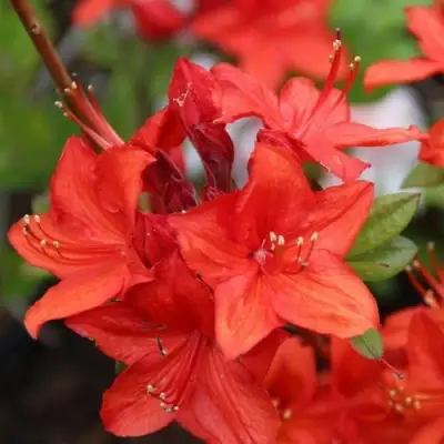 Азалия ПАРКФАЕР листопадная в Сморгони