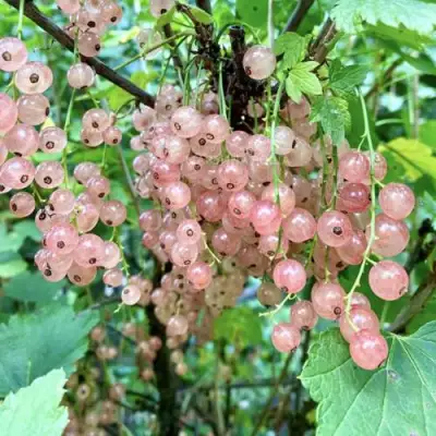 Смородина розовая ГОЛЛАНДСКАЯ РОЗОВАЯ в Сморгони