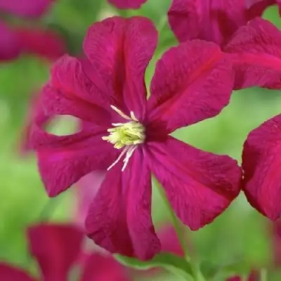 Клематис МАДАМ ДЖУЛИЯ КОРРЕВОН в Сморгони