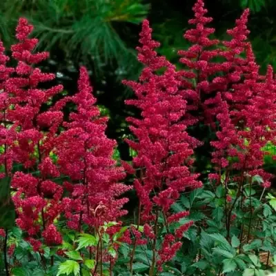 Астильба БУРГУНДИ РЕД Арендса в Сморгони