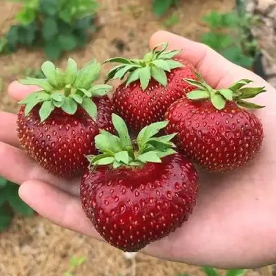 Клубника МАЛЬВИНА в Сморгони