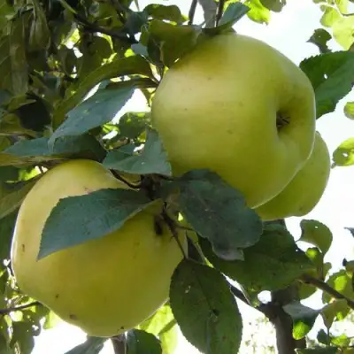 Яблоня АНТОНОВКА ОБЫКНОВЕННАЯ в Сморгони