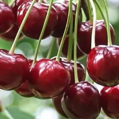 Вишня УЙФЕХЕРТОЙ ФЮРТОШ в Сморгони