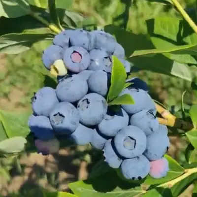 Голубика МЕГАС БЛЮ в Сморгони
