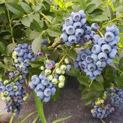 Голубика ОСОРНО в Сморгони