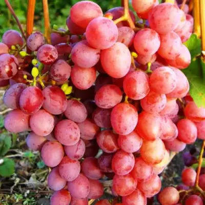 Виноград КИШМИШ КРАСНЫЙ в Сморгони