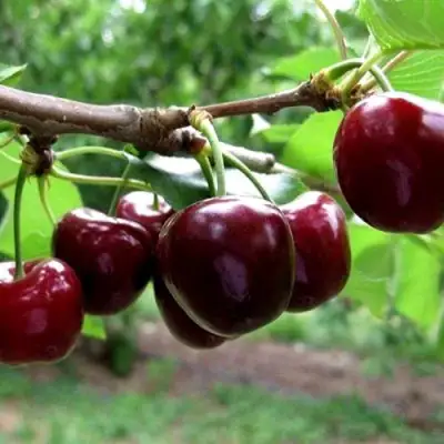 Вишня МОРОЗОВКА в Сморгони