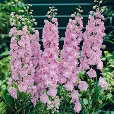 Дельфиниум ПЕТТИКОУТ гибридный в Сморгони