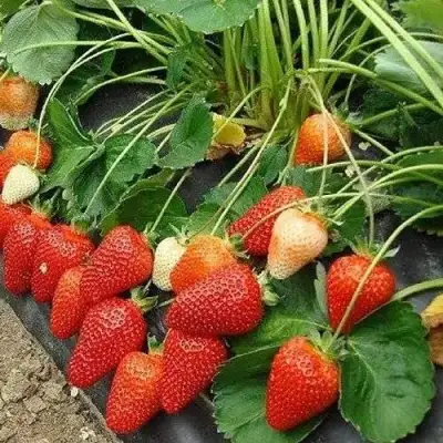 Клубника РОКСАНА в Сморгони