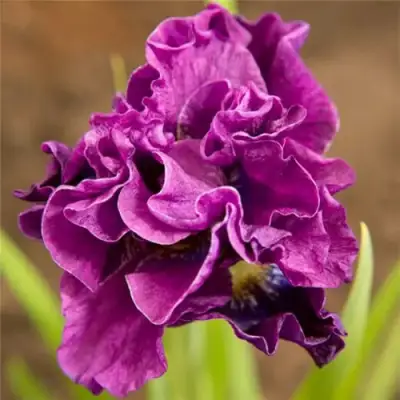 Ирис БАНДЛ ОВ ДЖОЙ сибирский в Сморгони