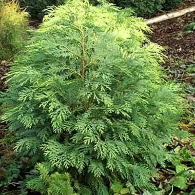 Кипарисовик САНКИСТ лавсона в Сморгони