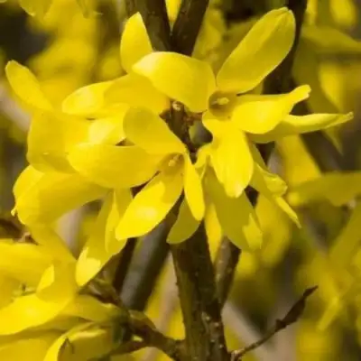 Форзиция ТАРАНДТ промежуточная в Сморгони