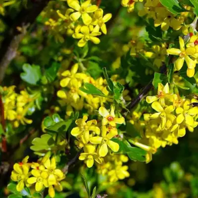 Смородина золотистая ВИШНЕВАЯ в Сморгони