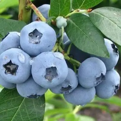 Голубика БЛЮЭТТА в Сморгони