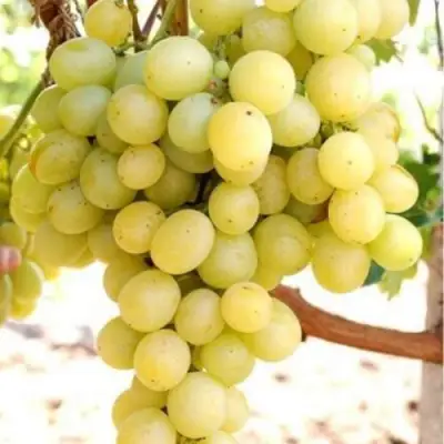 Виноград ТАЛИСМАН в Сморгони