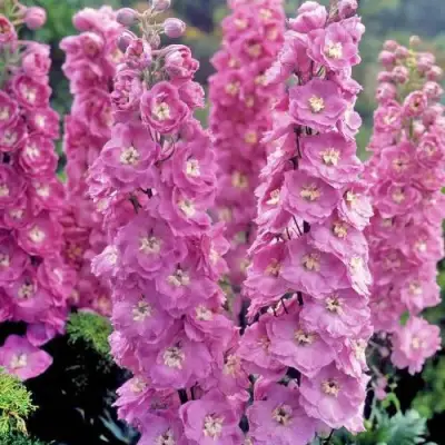 Дельфиниум ДЕЛЬФИС ПИНК ПАУЭ высокий в Сморгони