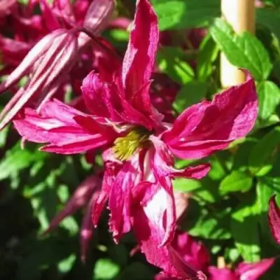 Клематис РОЗАЛИН в Сморгони